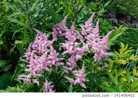 Bright pink astilbe flowers blooming in the early summer garden Bright pink astilbe flowers blooming in the early summer garden 141406402