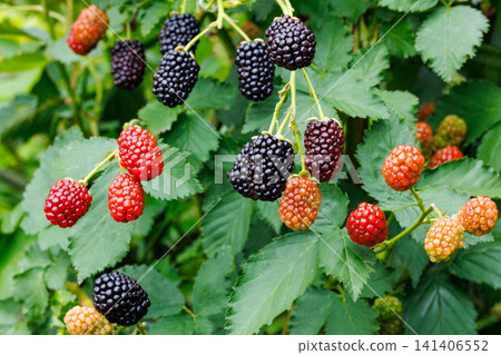 Delicious blackberries in the garden beginning to ripen Delicious blackberries in the garden beginning to ripen 141406552
