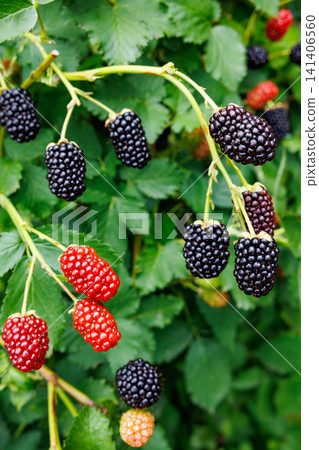 Delicious blackberries in the garden beginning to ripen Delicious blackberries in the garden beginning to ripen 141406560