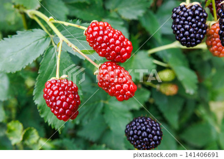 Blackberries with red berries that are almost fully ripe in the early summer garden. Blackberries with red berries that are almost fully ripe in the early summer garden. 141406691