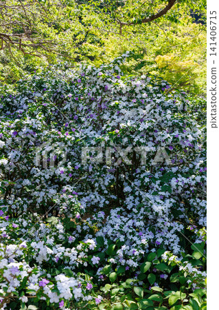A scene of American jasmine flowers in bloom, with a very pleasant fragrance. A scene of American jasmine flowers in bloom, with a very pleasant fragrance. 141406715