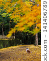 Dogs, autumn leaves, and fallen leaves 141406789