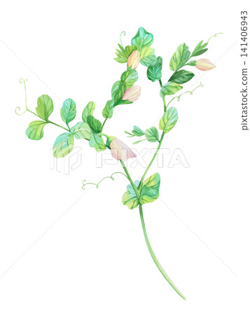 Blooming peas. Watercolor illustration. Handmade art work. For packaging design, cards, cover, prints, product labels and fabric. 141406943