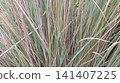 green grass in the rice field 141407225