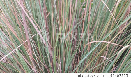 green grass in the rice field 141407225