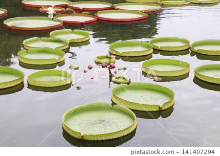 A giant Paraguayan giant water lily floating on a pond in summer. A giant Paraguayan giant water lily floating on a pond in summer. 141407294