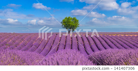 Blooming lavender rows lone tree blue sky white clouds Provence countryside landscape. summer rural purple field agriculture scenic travel nature outdoors vista scene 141407306