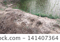 broke soil in hole with rice seeding fields  141407364