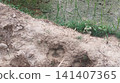mud in the mud on the rice field  141407365
