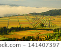 Rice fields where Echigo Koshihikari rice ripens Rice fields where Echigo Koshihikari rice ripens 141407397