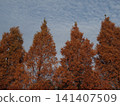 Metasequoia in autumn 141407509