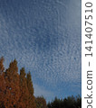 Metasequoia in autumn 141407510