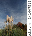Autumn pampas grass 141407511