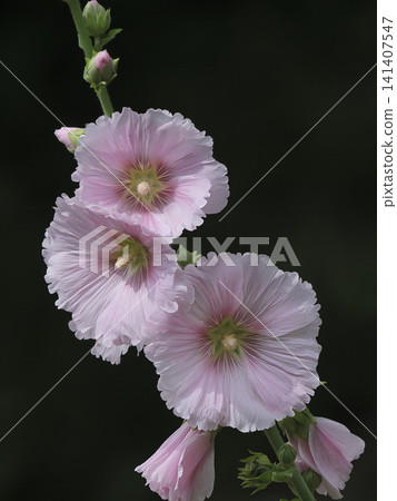 The pink hollyhock flower is said to be native to the Mediterranean. The pink hollyhock flower is said to be native to the Mediterranean. 141407547