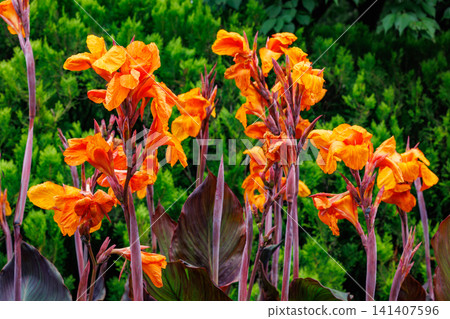 Beautiful orange canna flowers that bloom in summer Beautiful orange canna flowers that bloom in summer 141407596