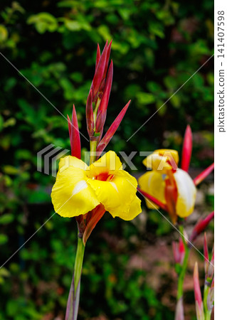 Canna 'Minerva' flowers bloom delicately in the early summer garden. Canna 'Minerva' flowers bloom delicately in the early summer garden. 141407598