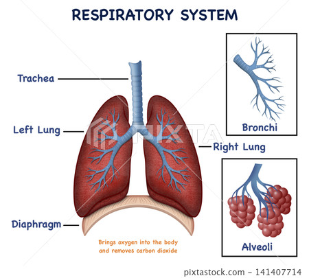 Human respiratory system anatomy diagram illustrating pulmonary organs, bronchial tree branching, lobar structures, macroscopic alveolar sacs, and diaphragm muscle for medical education Human respiratory system anatomy diagram illustrating pulmonary organs, bronchial tree branching, lobar structures, macroscopic alveolar sacs, and diaphragm muscle for medical education 141407714