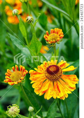 夏日花園裡盛開的菊花特寫。 夏日花園裡盛開的菊花特寫。 141407723