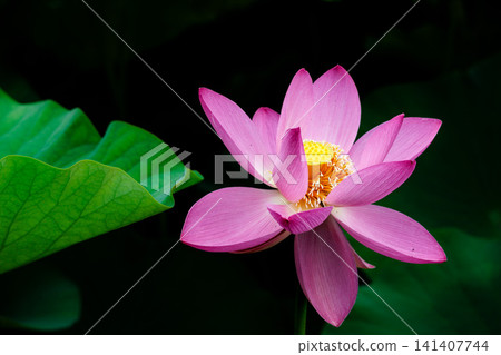 為初夏的清晨著色的純蓮花 141407744