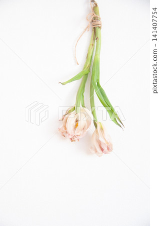 Dried tulips hanging on a white wall Dried tulips hanging on a white wall 141407754