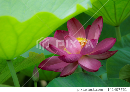 Pure lotus flowers that color the early morning of early summer Pure lotus flowers that color the early morning of early summer 141407761