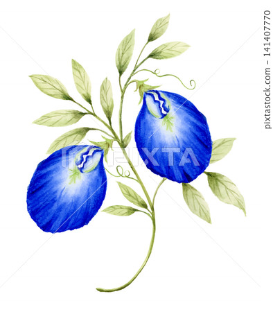 Watercolor botanical butterfly pea flower with branches and leaves. Watercolor botanical butterfly pea flower with branches and leaves. 141407770