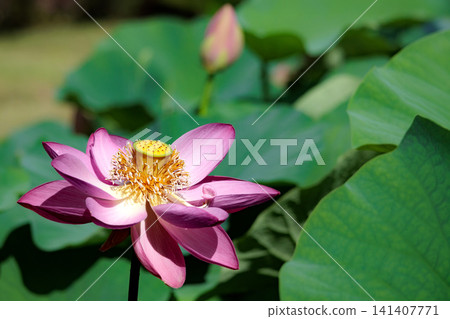 Pure lotus flowers that color the early morning of early summer 141407771