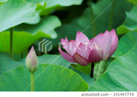 Pure lotus flowers that color the early morning of early summer Pure lotus flowers that color the early morning of early summer 141407778
