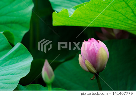 為初夏的清晨著色的純蓮花 141407779