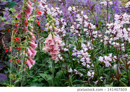 Beautiful apricot-colored foxglove flowers in the garden Beautiful apricot-colored foxglove flowers in the garden 141407809