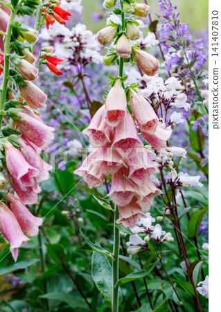 Beautiful apricot-colored foxglove flowers in the garden Beautiful apricot-colored foxglove flowers in the garden 141407810