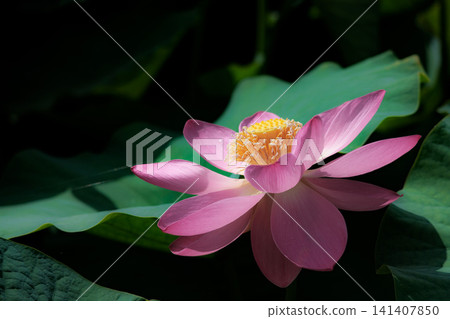 為初夏的清晨著色的純蓮花 為初夏的清晨著色的純蓮花 141407850