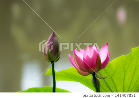 為初夏的清晨著色的純蓮花 141407851