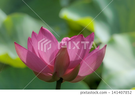 為初夏的清晨著色的純蓮花 為初夏的清晨著色的純蓮花 141407852