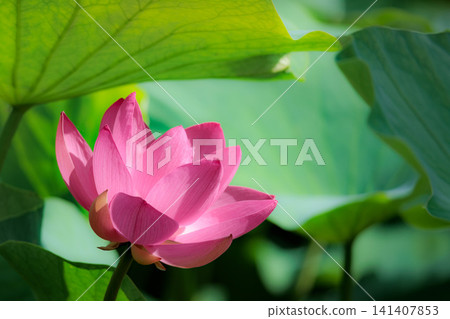 為初夏的清晨著色的純蓮花 為初夏的清晨著色的純蓮花 141407853