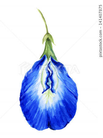 Watercolor butterfly pea flower, single flower material Watercolor butterfly pea flower, single flower material 141407875