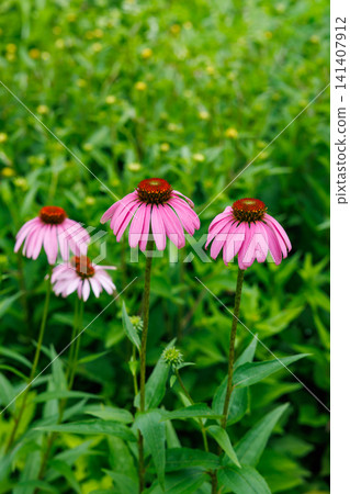 Pink echinacea flowers blooming vibrantly in a summer garden Pink echinacea flowers blooming vibrantly in a summer garden 141407912