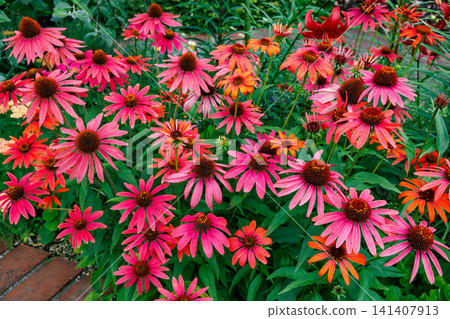 Pink echinacea flowers blooming vibrantly in a summer garden 141407913