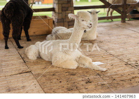 alpaca resting in its cot 141407963