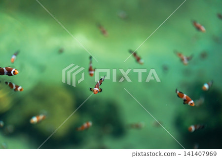 ocellaris clownfish or anemone fish swimming in water 141407969