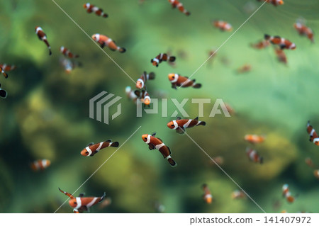 ocellaris clownfish or anemone fish swimming in water 141407972