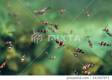 ocellaris clownfish or anemone fish swimming in water 141407973