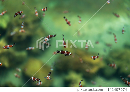 ocellaris clownfish or anemone fish swimming in water 141407974