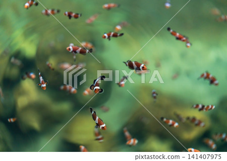 ocellaris clownfish or anemone fish swimming in water 141407975