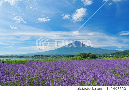 A landscape of Mount Fuji against a backdrop of a blue sky with thin clouds drifting by, and lavender flowers blooming on the shores of Lake Kawaguchi, Fuji. Ver5 A landscape of Mount Fuji against a backdrop of a blue sky with thin clouds drifting by, and lavender flowers blooming on the shores of Lake Kawaguchi, Fuji. Ver5 141408230