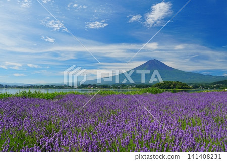 富士山的壯麗景色,藍天白雲輕柔飄過,河口湖畔盛開著薰衣草花。 Ver4 富士山的壯麗景色,藍天白雲輕柔飄過,河口湖畔盛開著薰衣草花。 Ver4 141408231