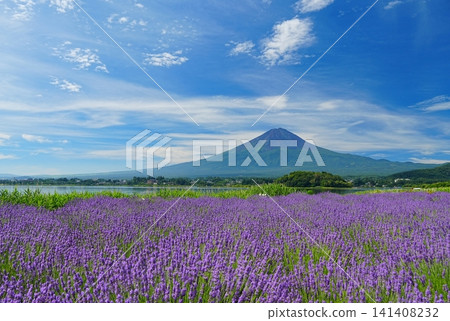 A landscape of Mount Fuji against a backdrop of a blue sky with thin clouds drifting by, and lavender flowers blooming on the shores of Lake Kawaguchi, Fuji. Ver3 A landscape of Mount Fuji against a backdrop of a blue sky with thin clouds drifting by, and lavender flowers blooming on the shores of Lake Kawaguchi, Fuji. Ver3 141408232