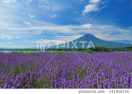 富士山在藍天白雲的襯托下巍峨聳立,河口湖畔盛開著薰衣草花。 Ver1 富士山在藍天白雲的襯托下巍峨聳立,河口湖畔盛開著薰衣草花。 Ver1 141408234