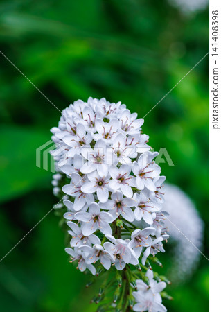 The flowers of Lysimachia japonica bloom in the early summer garden, resembling white tails. The flowers of Lysimachia japonica bloom in the early summer garden, resembling white tails. 141408398