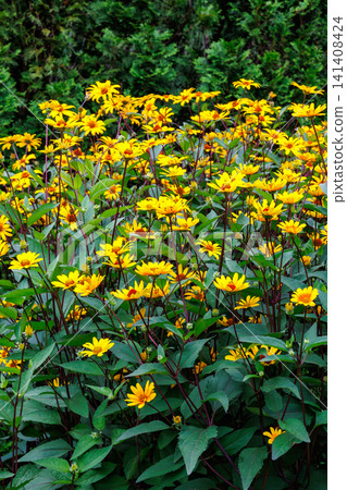 A heliopsis flower that can withstand the heat of summer A heliopsis flower that can withstand the heat of summer 141408424